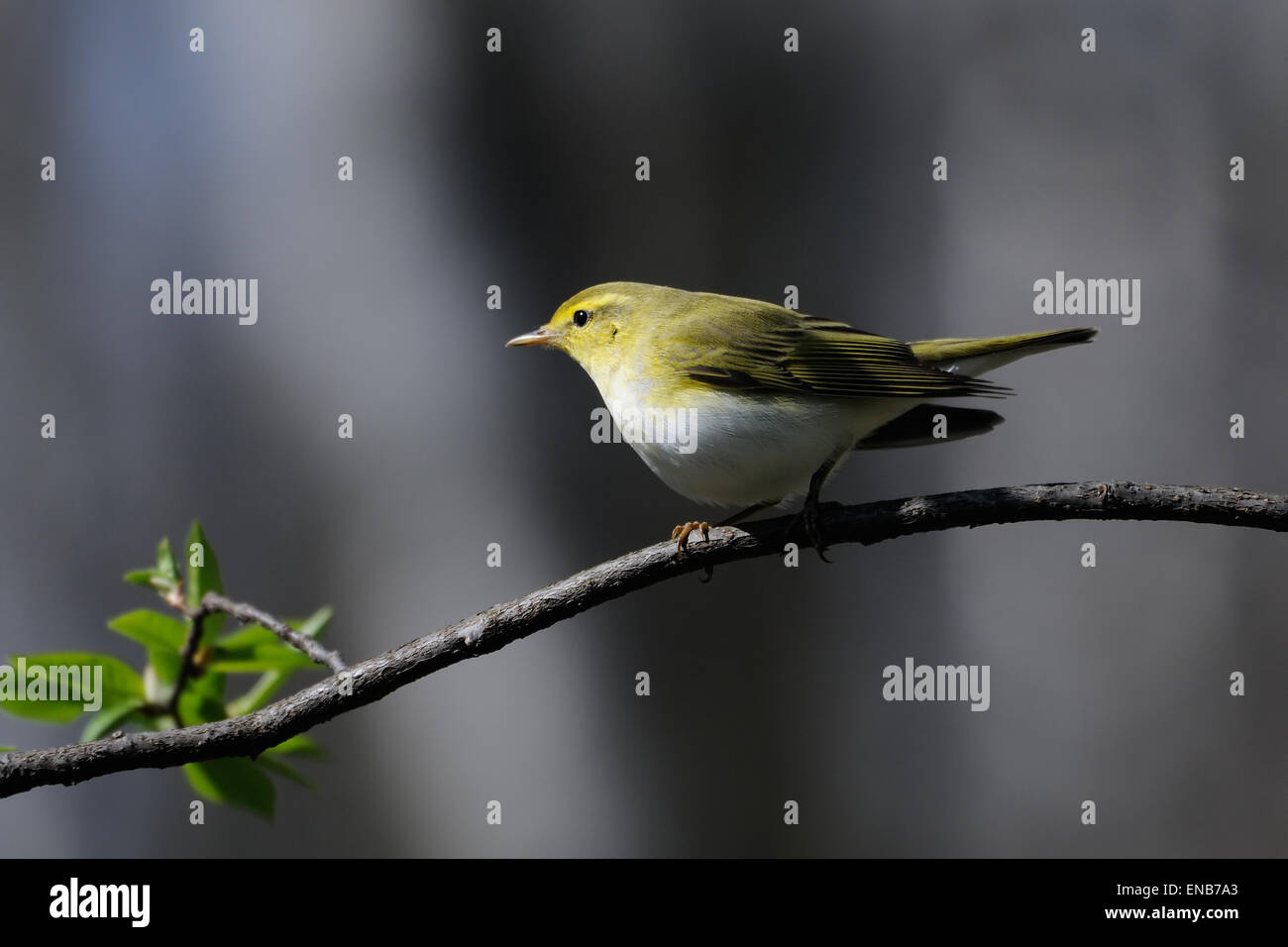 Wood Warbler (Phylloscopus sibilatrix) in Spring Forest Stock Photo