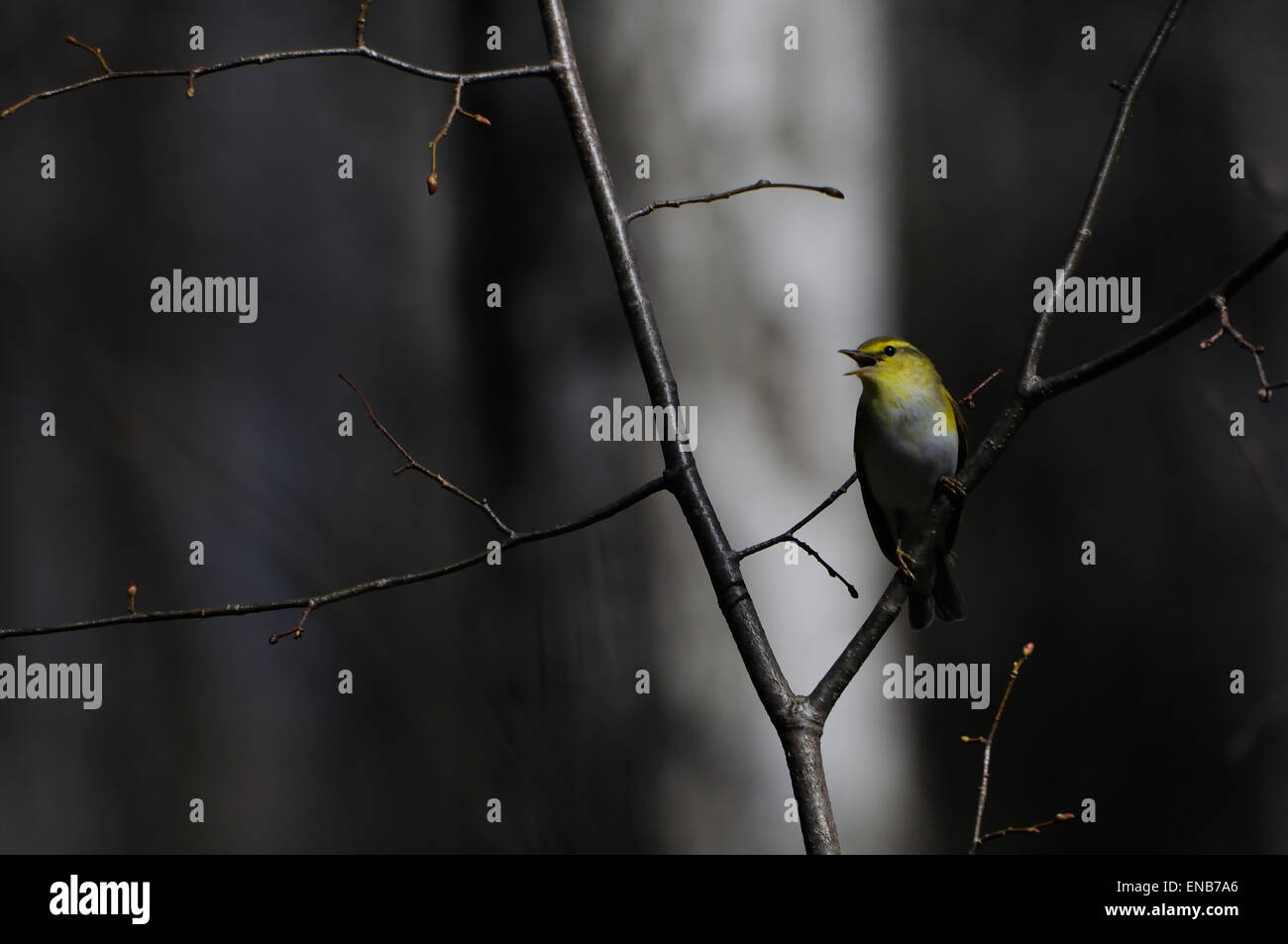 Wood Warbler (Phylloscopus sibilatrix) in Spring Forest Stock Photo