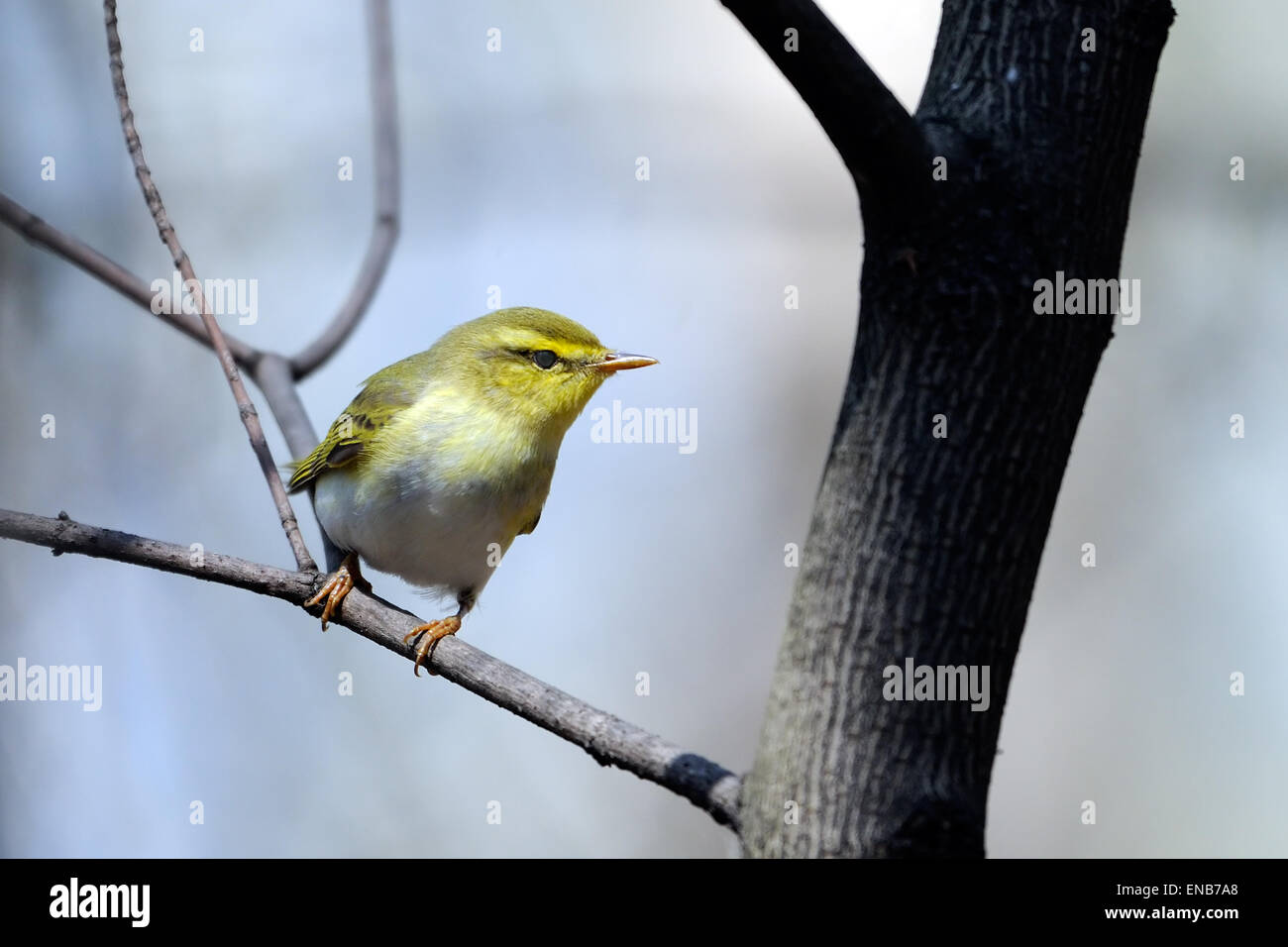 Wood Warbler (Phylloscopus sibilatrix) in Spring Forest Stock Photo