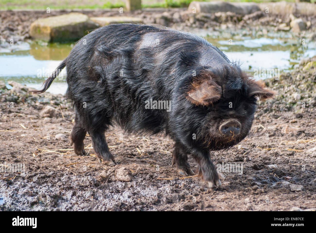 Black pig, taken at a sanctuary Stock Photo