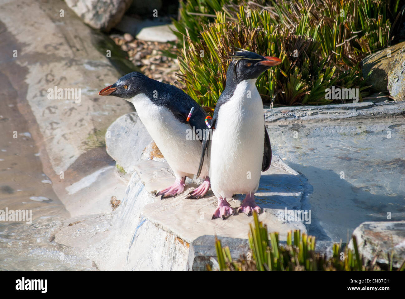 Pair of penguins looking in opposite directions Stock Photo