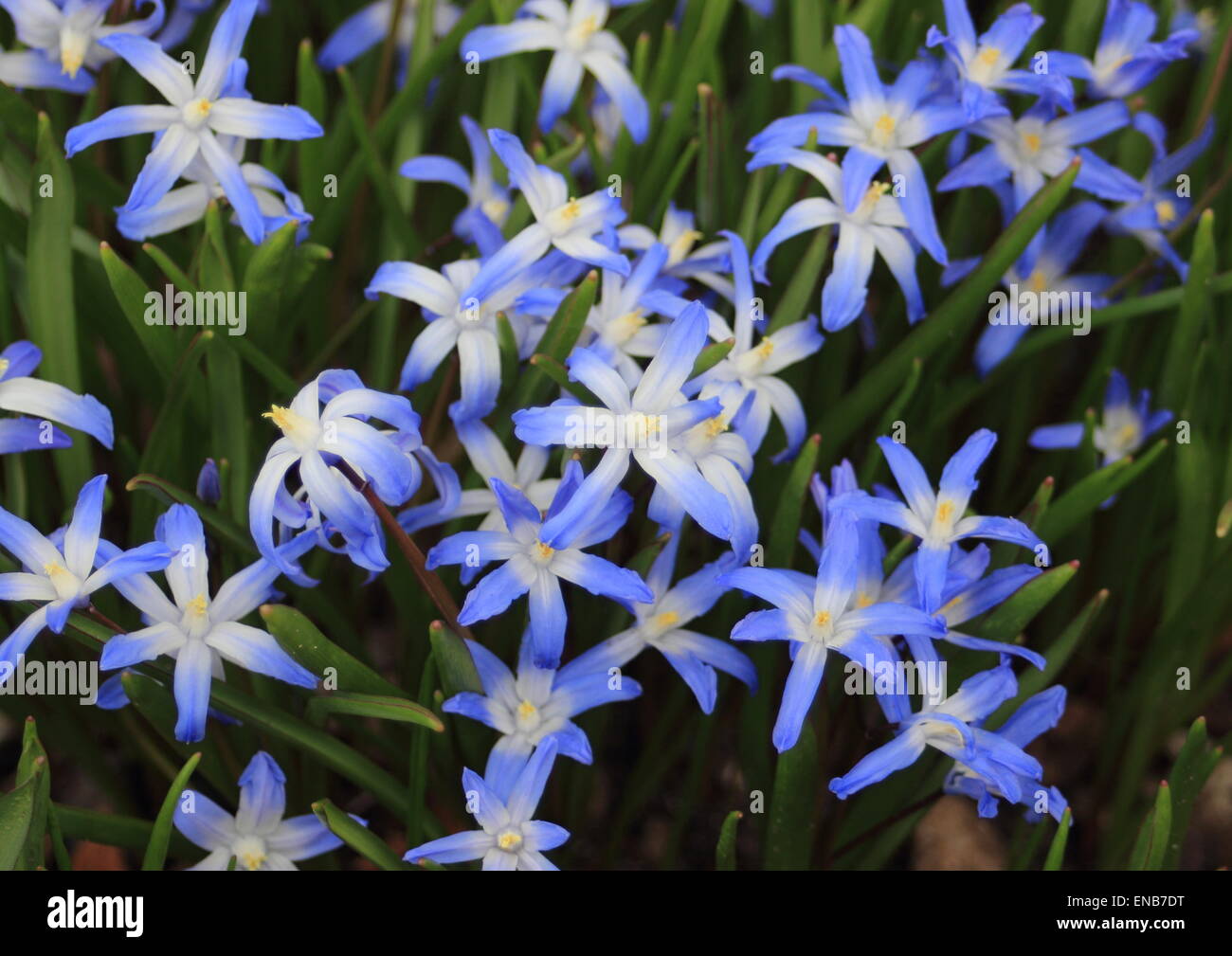 Closeup on spring wind flower with blue and white colors Stock Photo