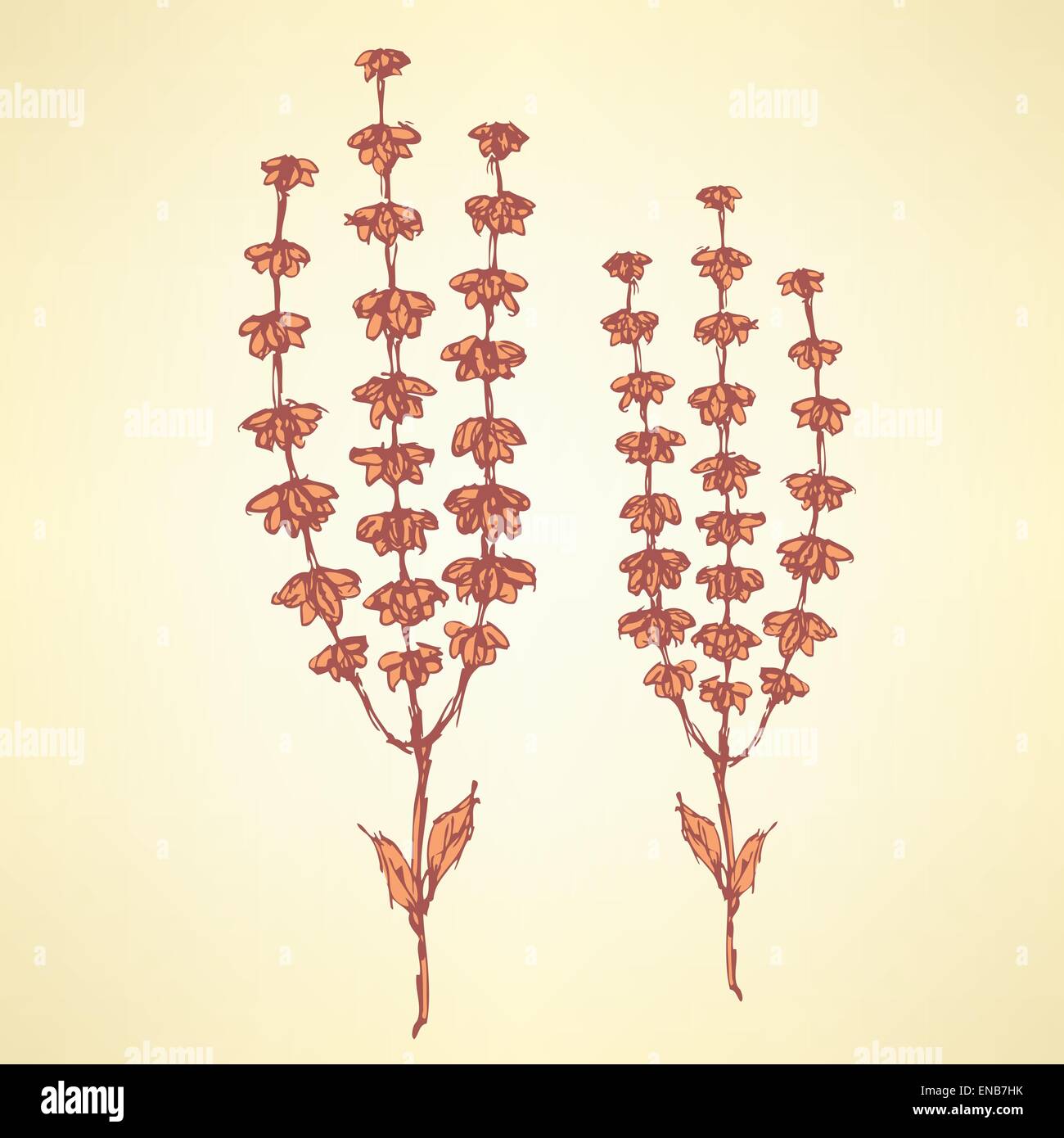 Sketch basil herb in vintage style, vector Stock Vector Image & Art - Alamy