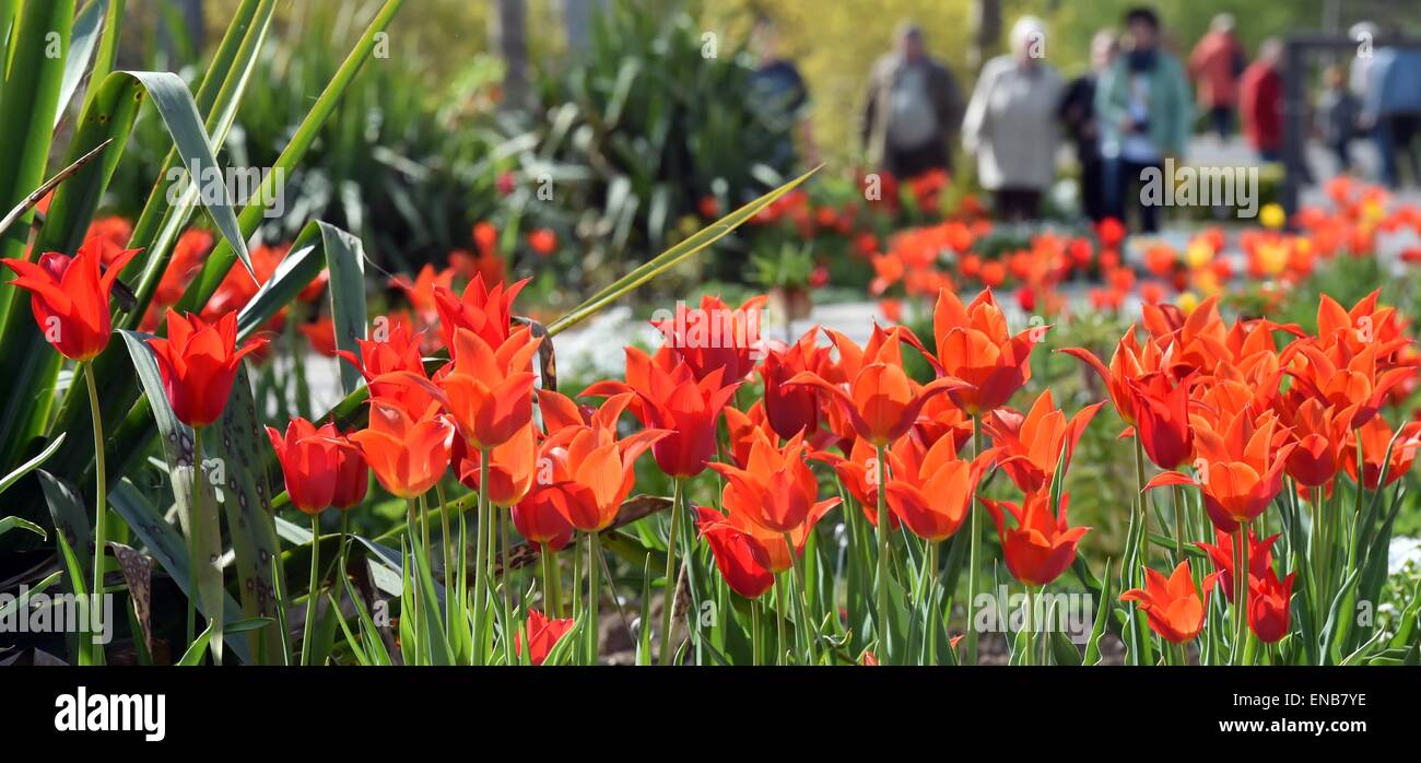 Sangerhausen, Germany. 01st May, 2015. Tulips bloom in the Europa Rose