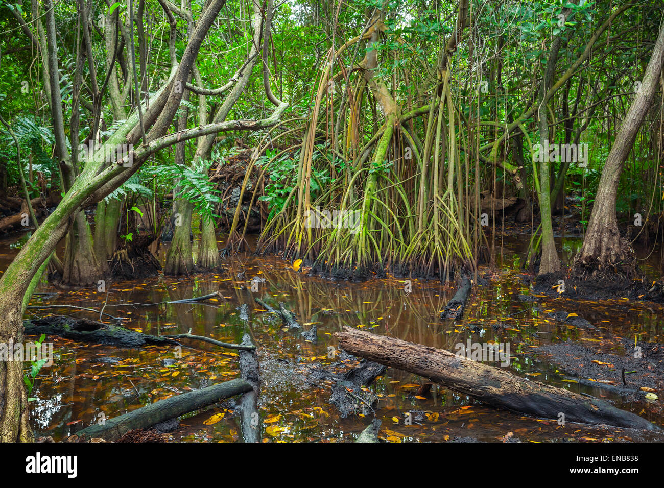 Mangrove trees growing in the water, wild dark tropical forest