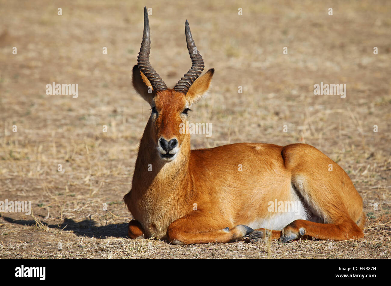 Kobus vardonii, puku, South Luangwa Nationalpark, Zambia Stock Photo