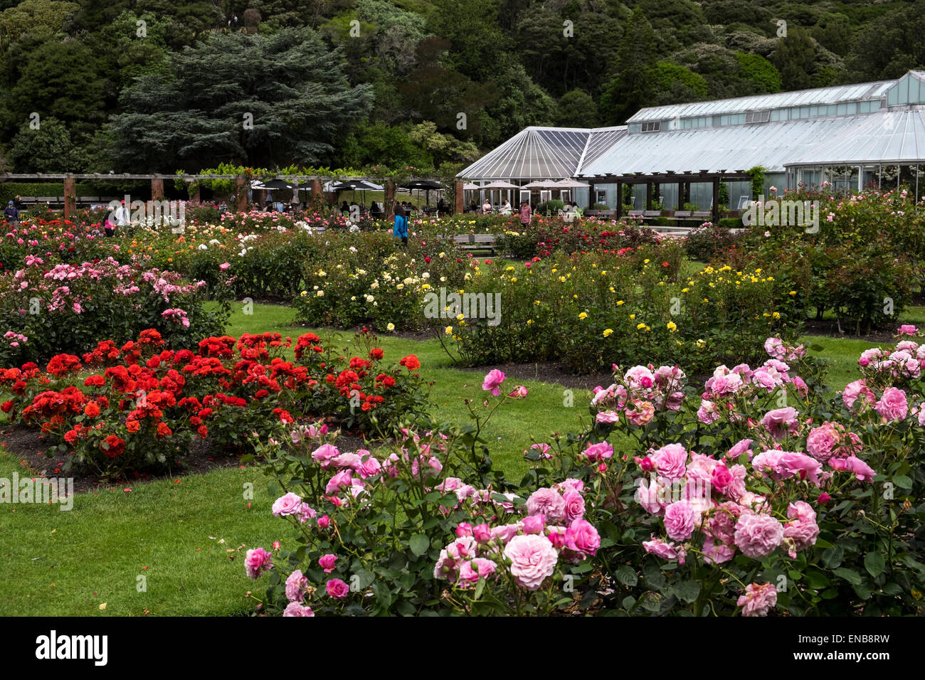 The Lady Norwood rose garden in the botanic gardens, Wellington, New Zealand. Stock Photo