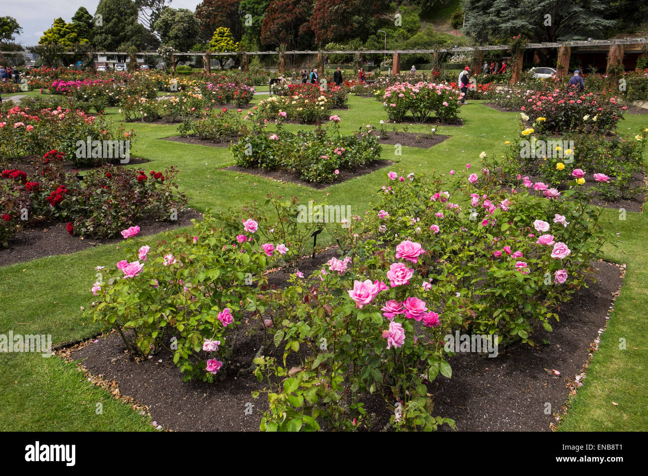 The Lady Norwood rose garden in the botanic gardens, Wellington, New Zealand. Stock Photo