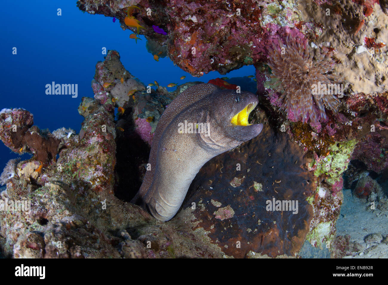 Yellow mouth moray hires stock photography and images Alamy