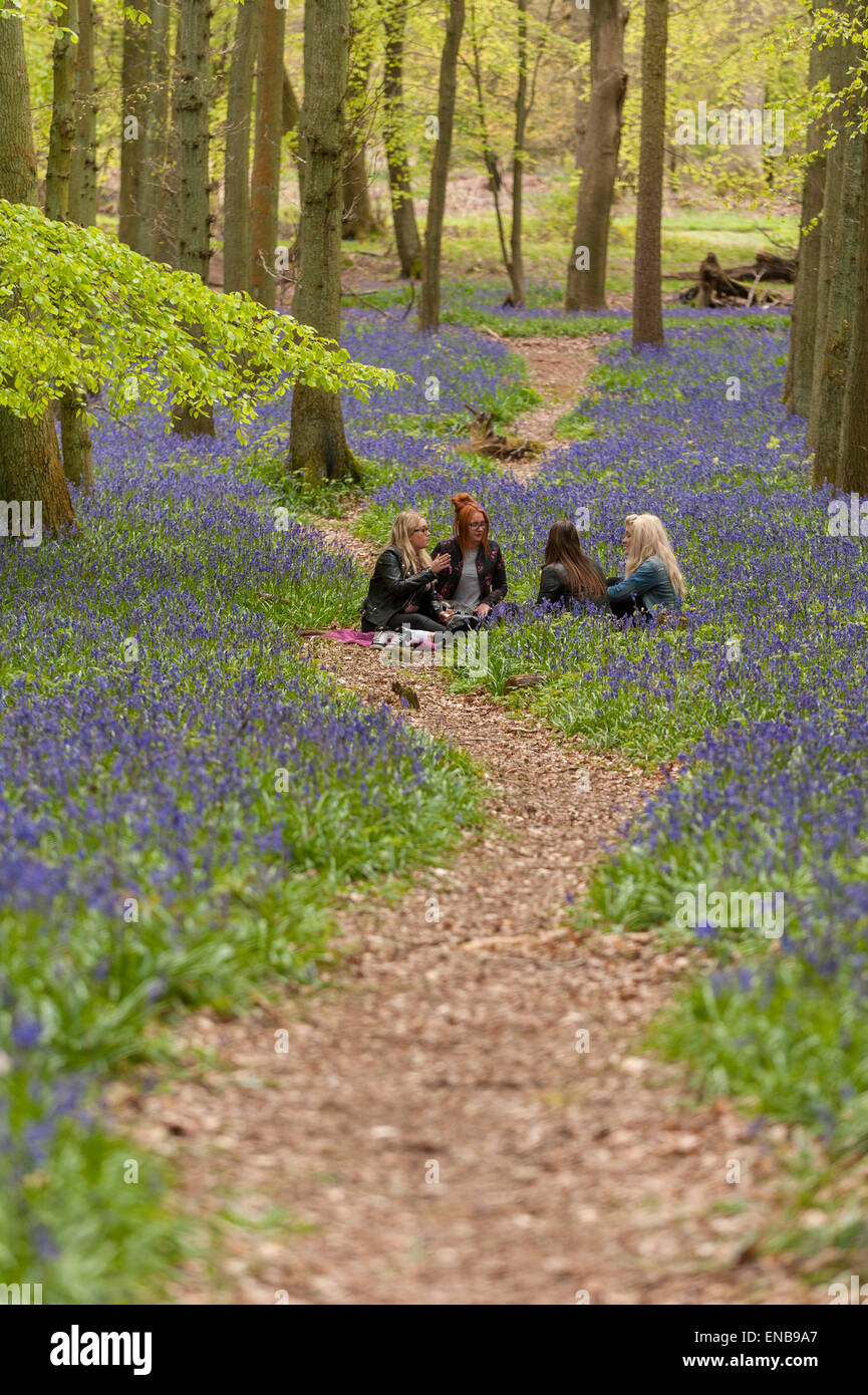 Ringshall, Hertfordshire, UK. 1 May 2015. Friends, Olivia, Maya, Hanna and Sam, enjoy a picnic amongst the bluebells. Just in time for the early May bank holiday, the bluebells are nearly in full bloom in Dockey Wood, part of the Ashridge Estate. This wood is renowned for its carpet of bluebells every spring and is regarded as one of the finest examples in the country.  Credit:  Stephen Chung / Alamy Live News Stock Photo