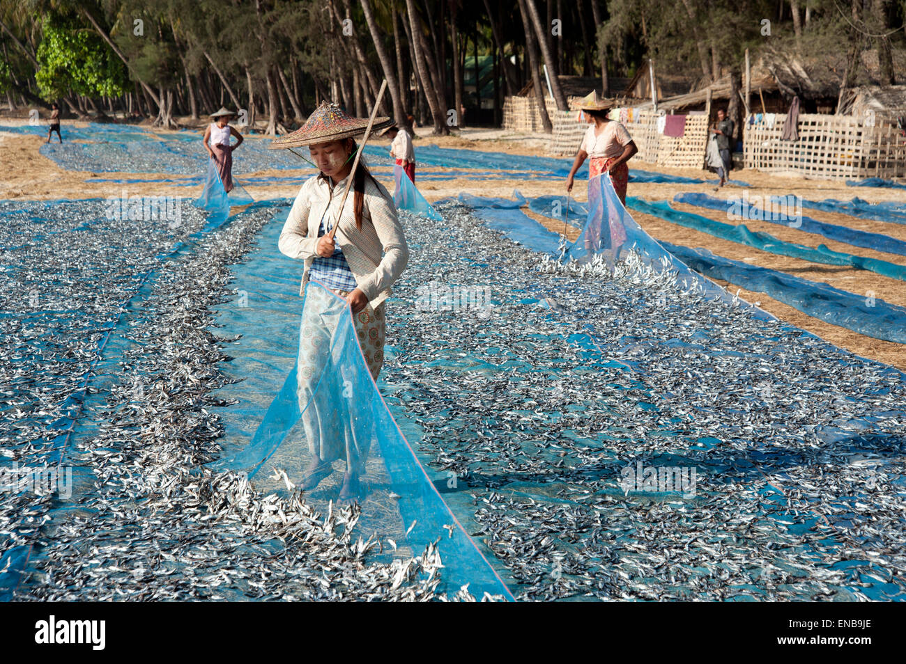 Women dry small fish on the blue nets on the sandy beach at Ngapali Myanmar Burma Stock Photo