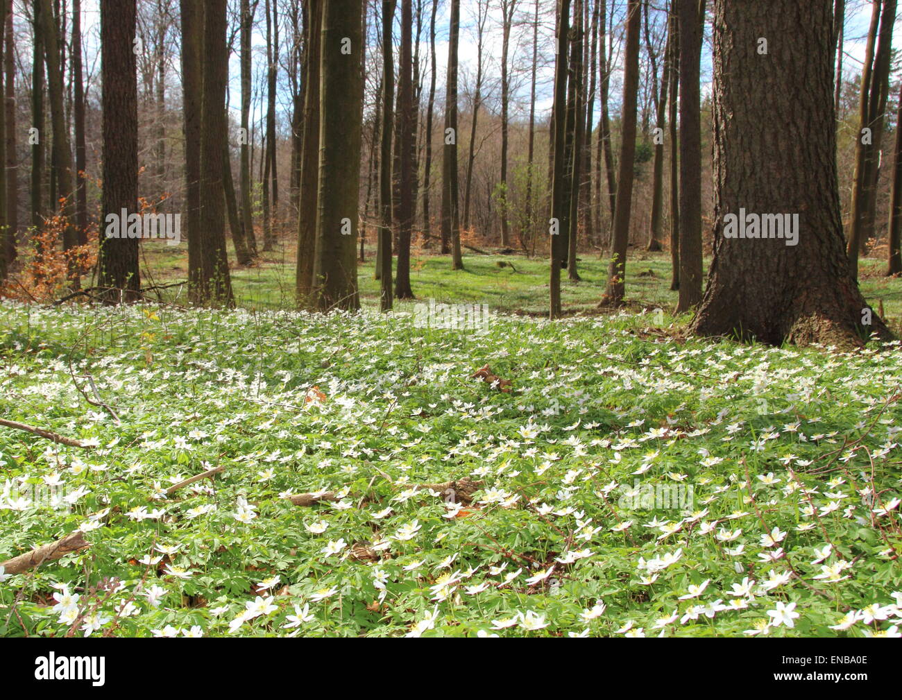 Forest in spring with white windflowers Stock Photo