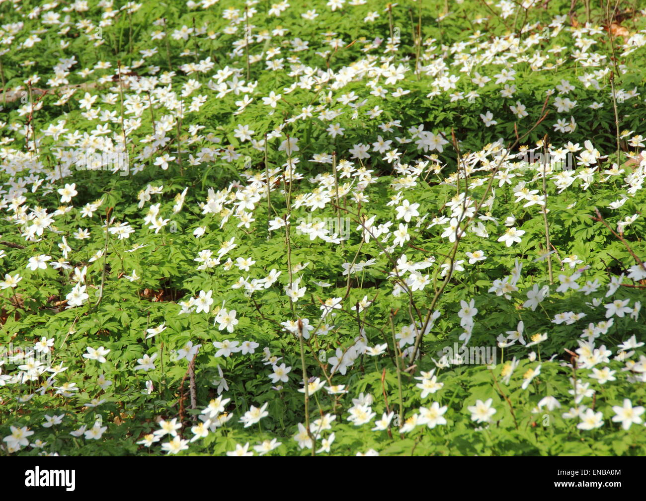 Bed of white windflowers at spring time Stock Photo