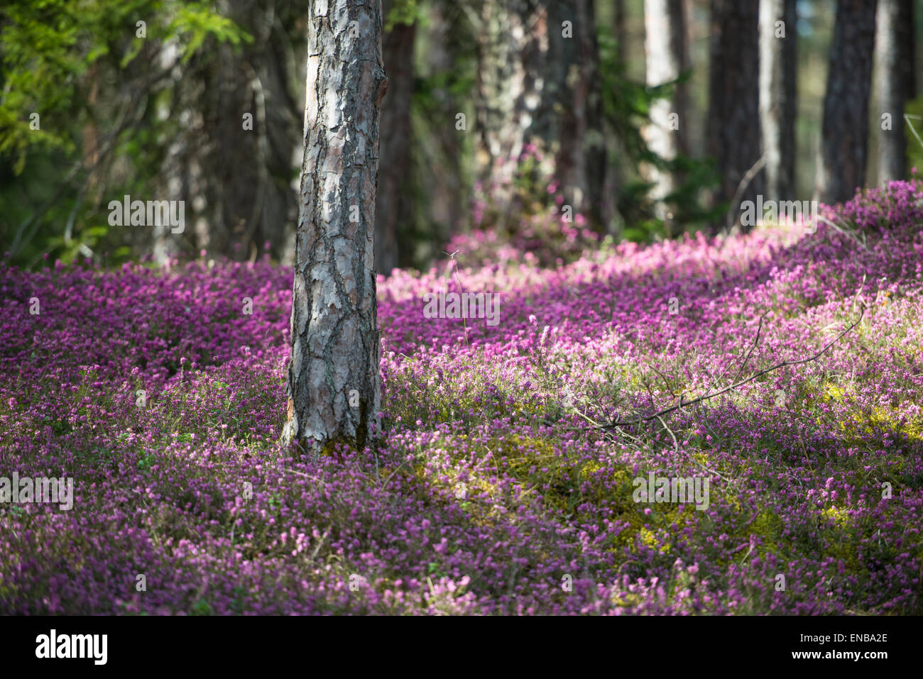 Blooming spring heaths (Erica carnea) in a forest, Tyrol, Austria Stock Photo