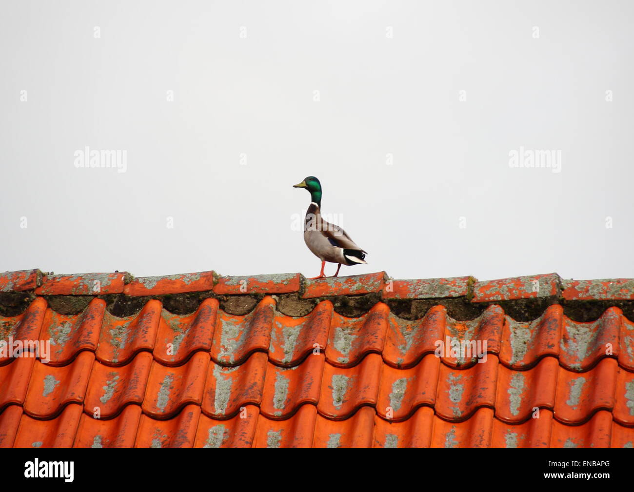 Duck on roof edge in hunting season Stock Photo