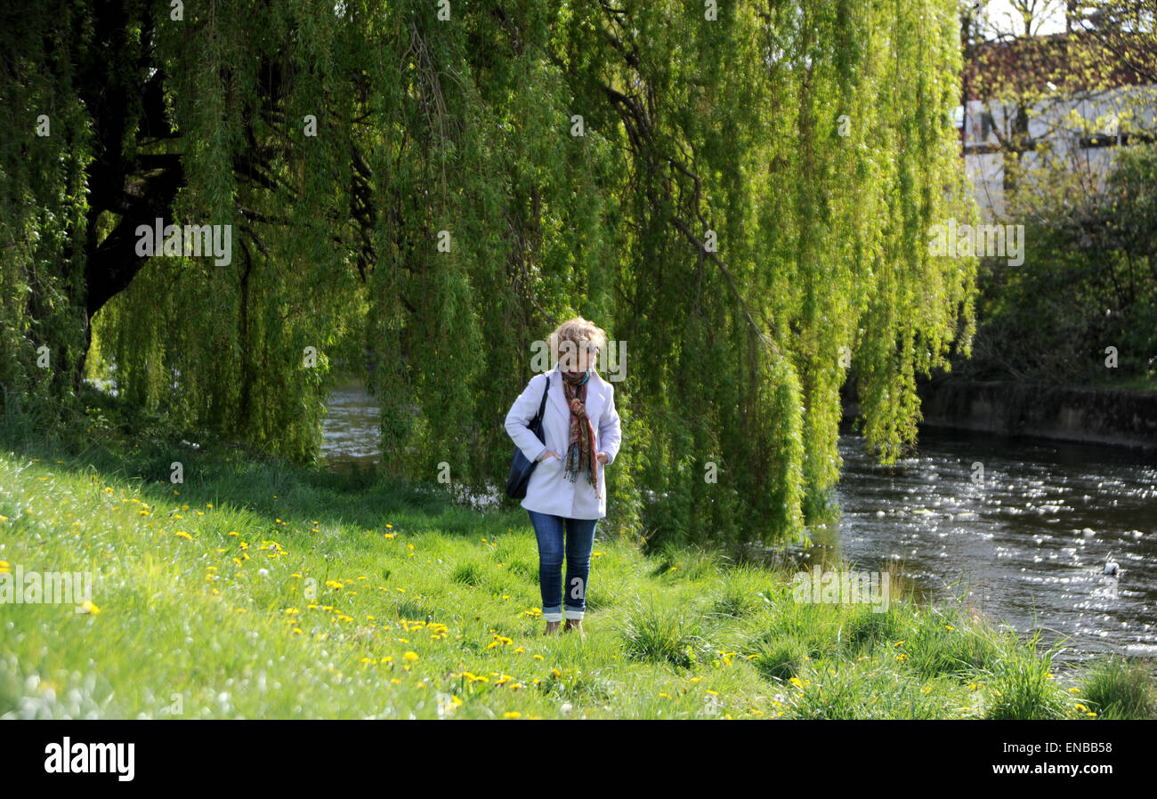 Darlington County Durham UK 1st May 2015 - A woman enjoys the Spring weather as she walks along the river bank lined with willow trees in Darlington town centre   Credit:  Simon Dack/Alamy Live News Stock Photo