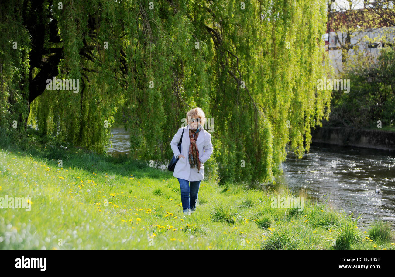 Darlington County Durham UK 1st May 2015 - A woman enjoys the Spring weather as she walks along the river bank lined with weeping willow trees in Darlington town centre   Credit:  Simon Dack/Alamy Live News Stock Photo