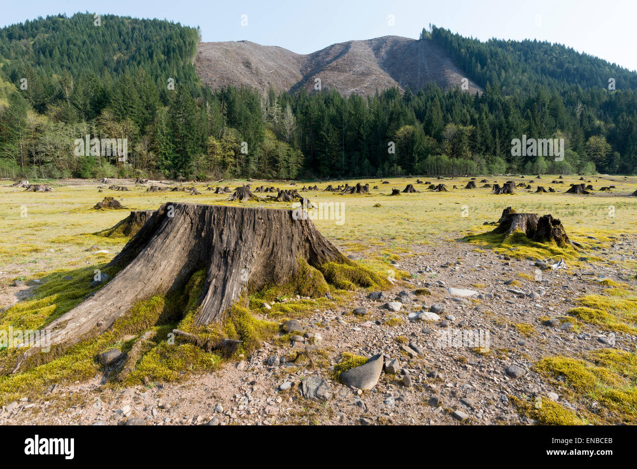 Tree stumps on the receded lake bed of Green Peter Reservoir in Oregon