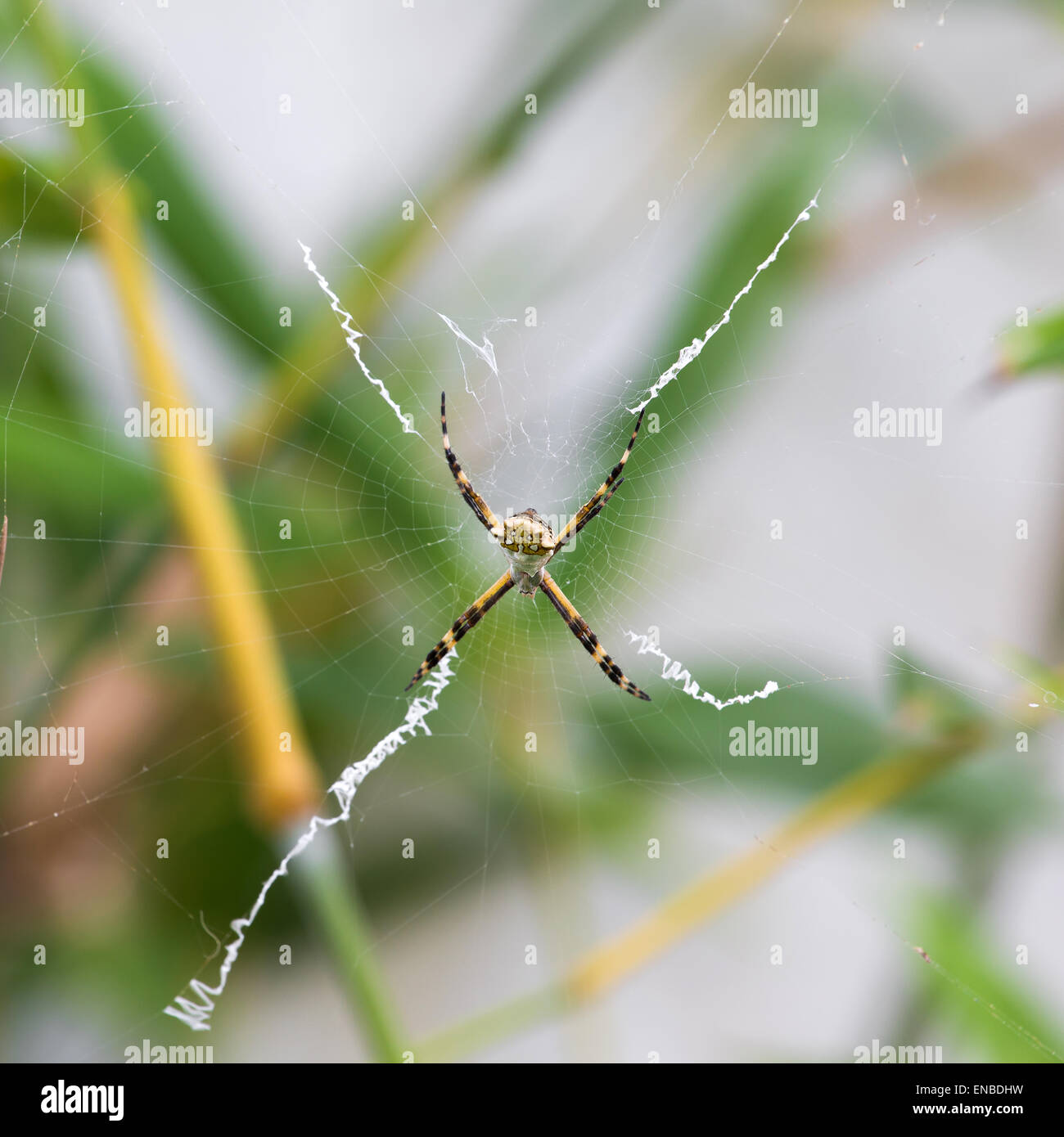 Black and Yellow Argiope spider on web in the garden Stock Photo