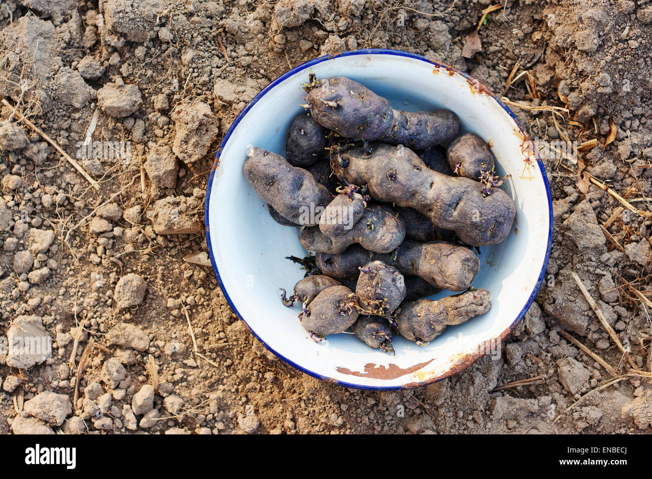 Enamel bowl with Vitelotte noire potatoes to be planted. Stock Photo