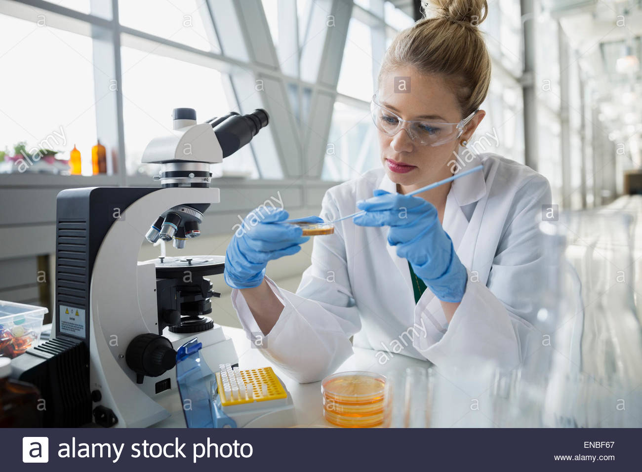 Scientist scraping petri dish with inoculating loop microscope Stock Photo