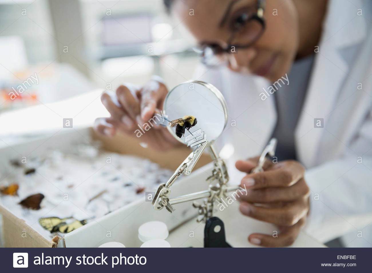 Scientist examining bee specimen under microscope Stock Photo
