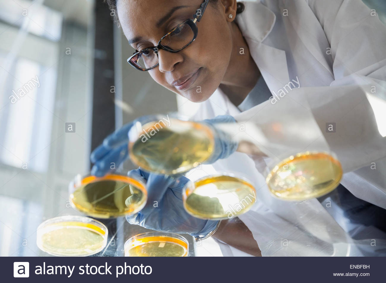 Focused scientist examining petri dishes Stock Photo