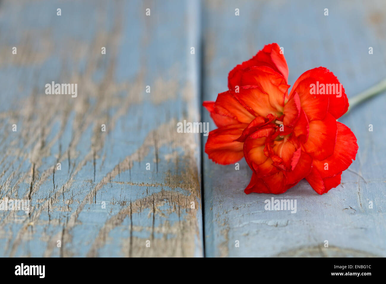 carnation on flaking paint background with copy space Stock Photo