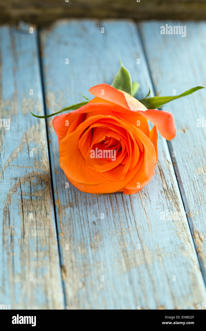 orange rose on vintage turquoise background Stock Photo