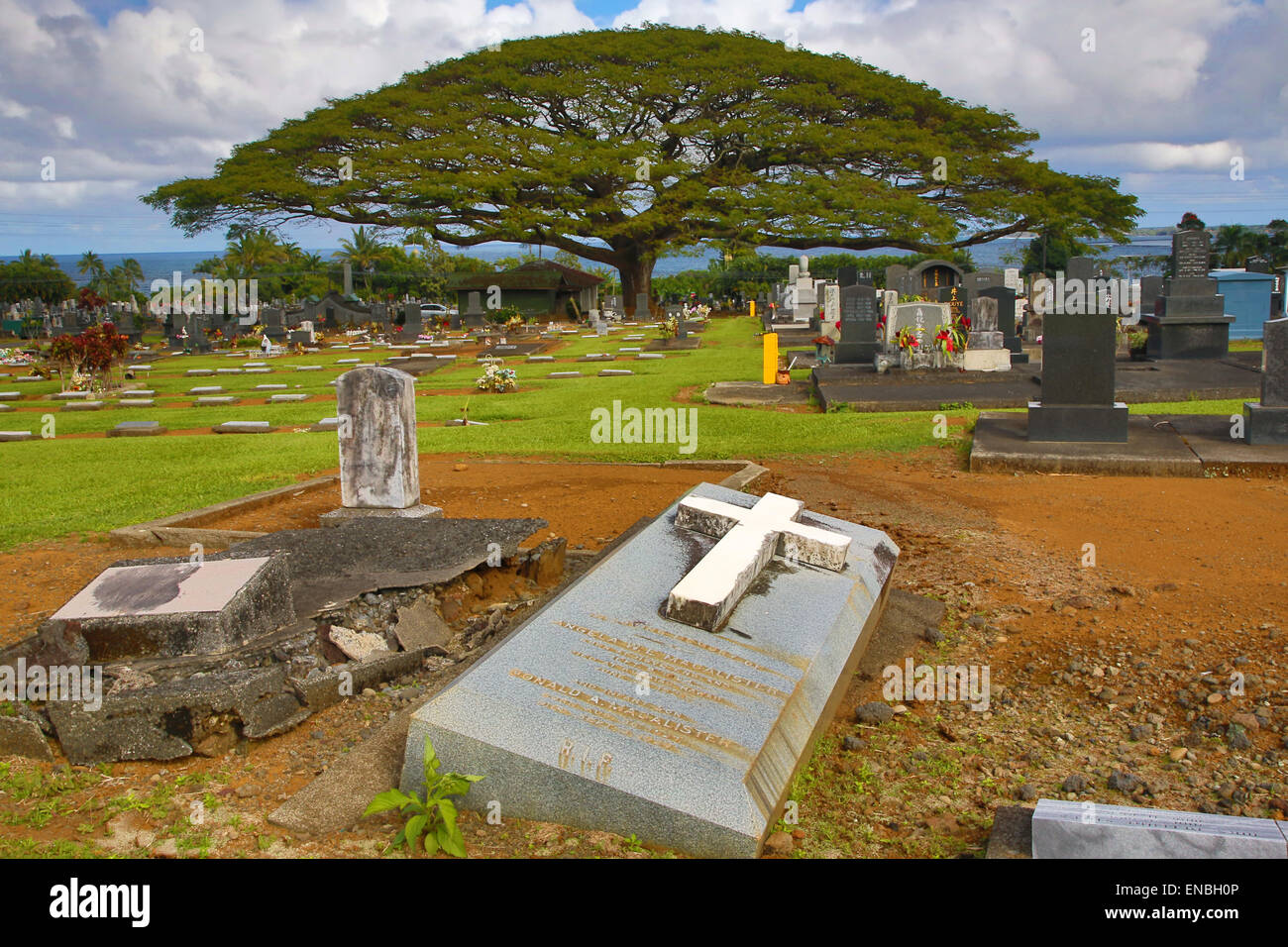 Monkeypod tree hires stock photography and images Alamy