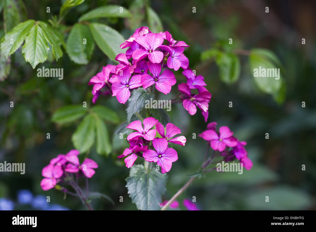 Lunaria annua. Honesty plant flowers in the garden. Stock Photo