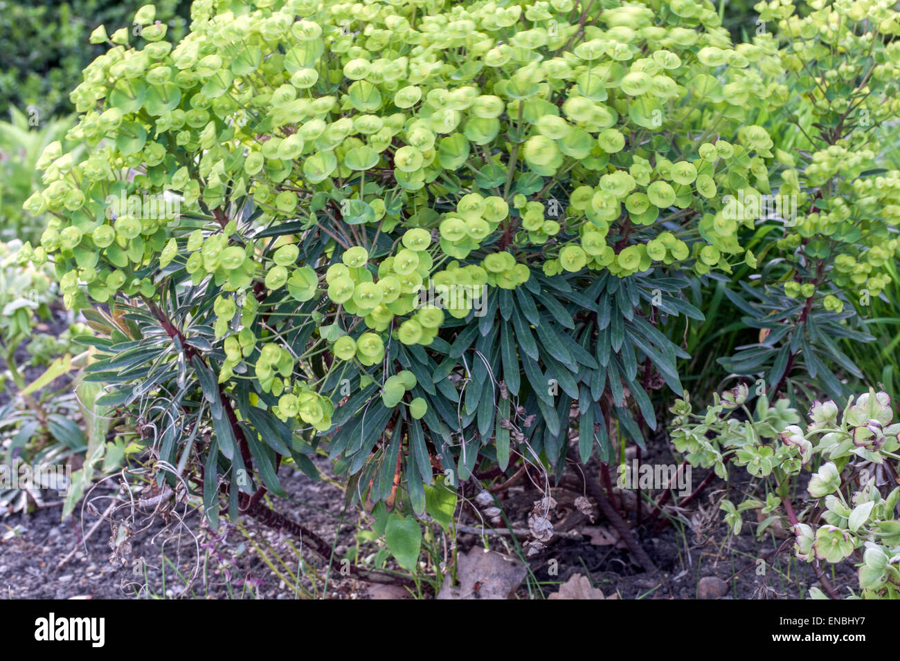 Spurge, Euphorbia characias robbiae Stock Photo