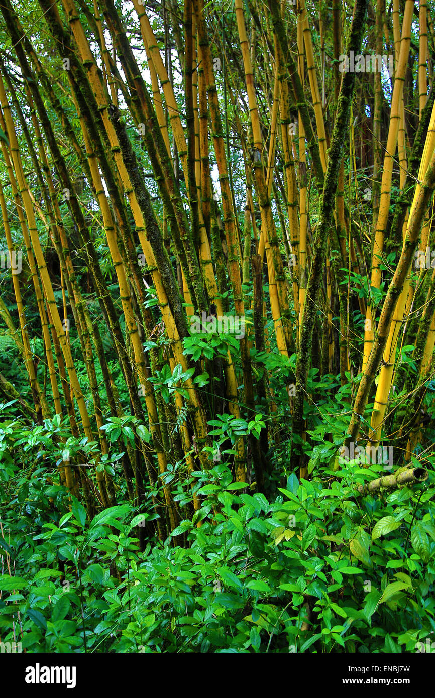 Bamboo jungle hi-res stock photography and images - Alamy