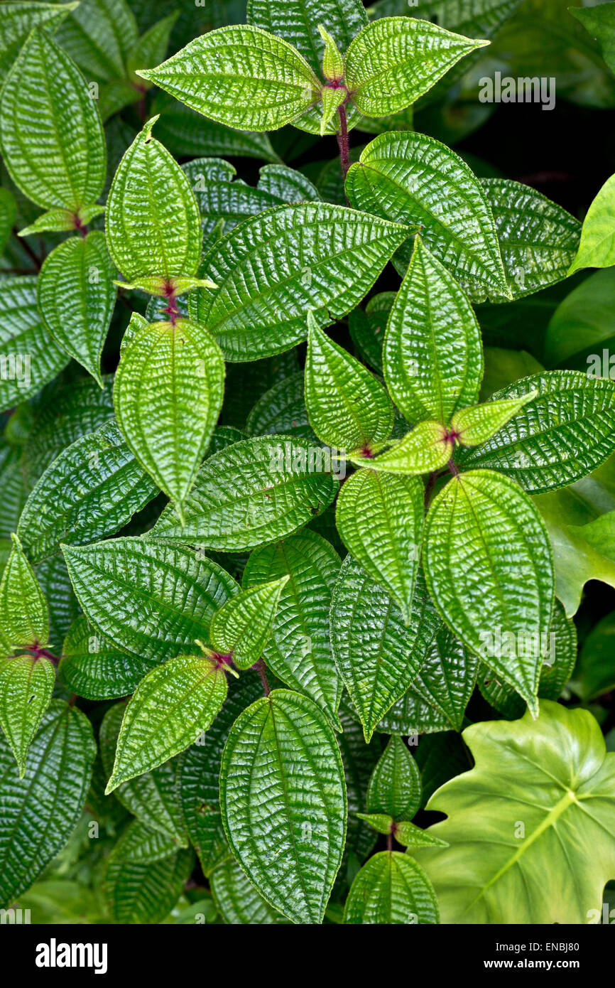 Green leaves rain forest hi-res stock photography and images - Alamy