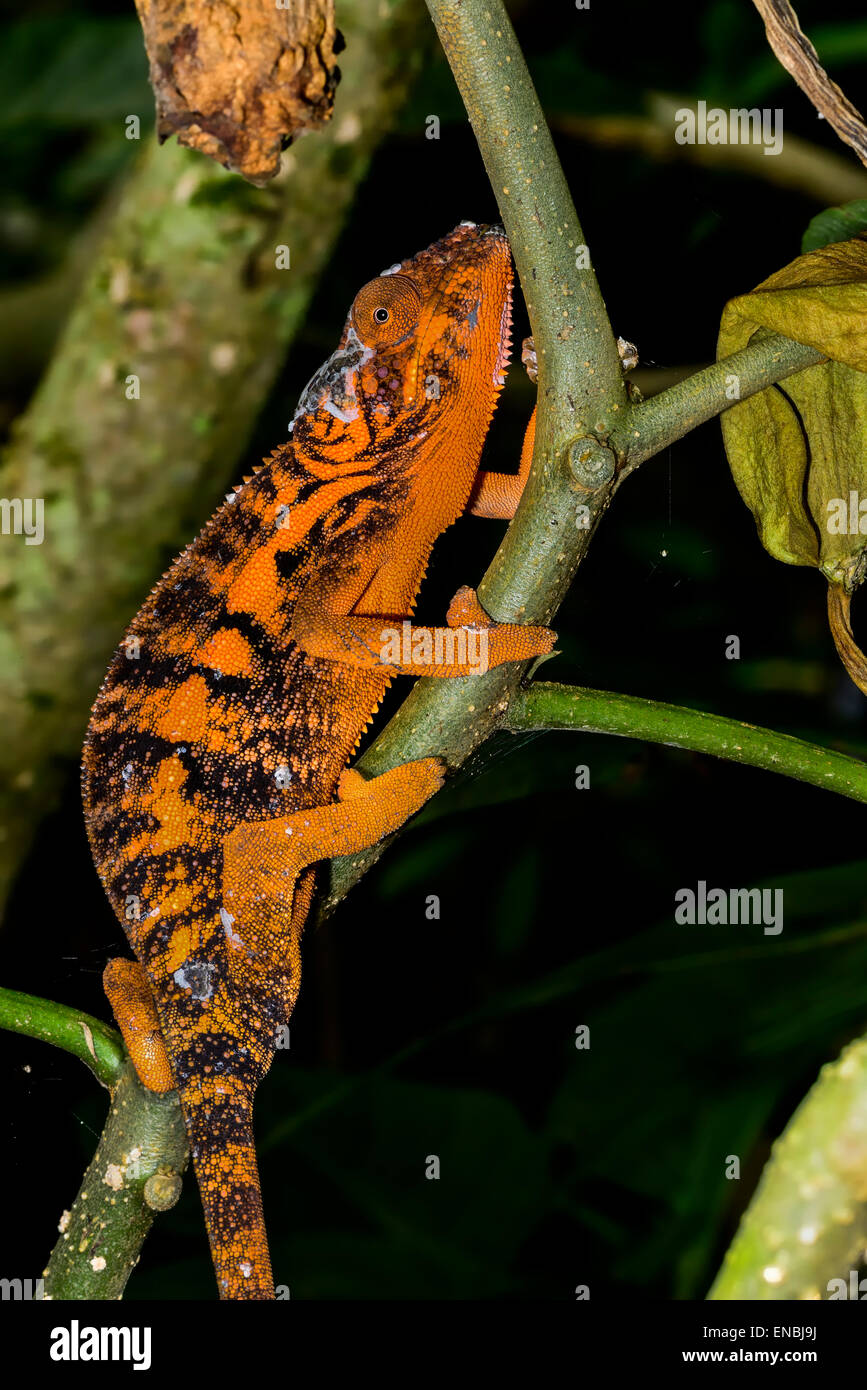 panther chameleon, marozevo, madagascar Stock Photo