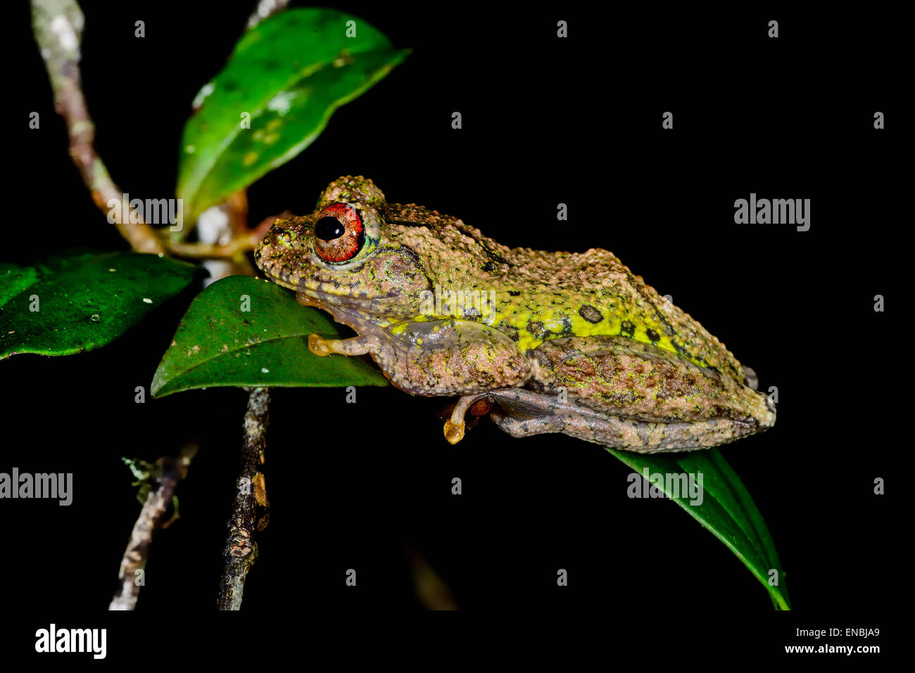 guibe's warty treefrog, andasibe, madagascar Stock Photo