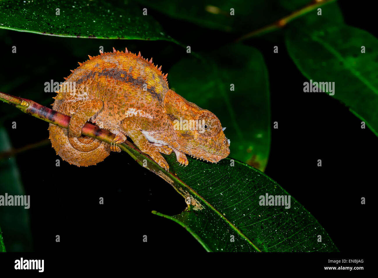 short-horned chameleon, andasibe, madagascar Stock Photo