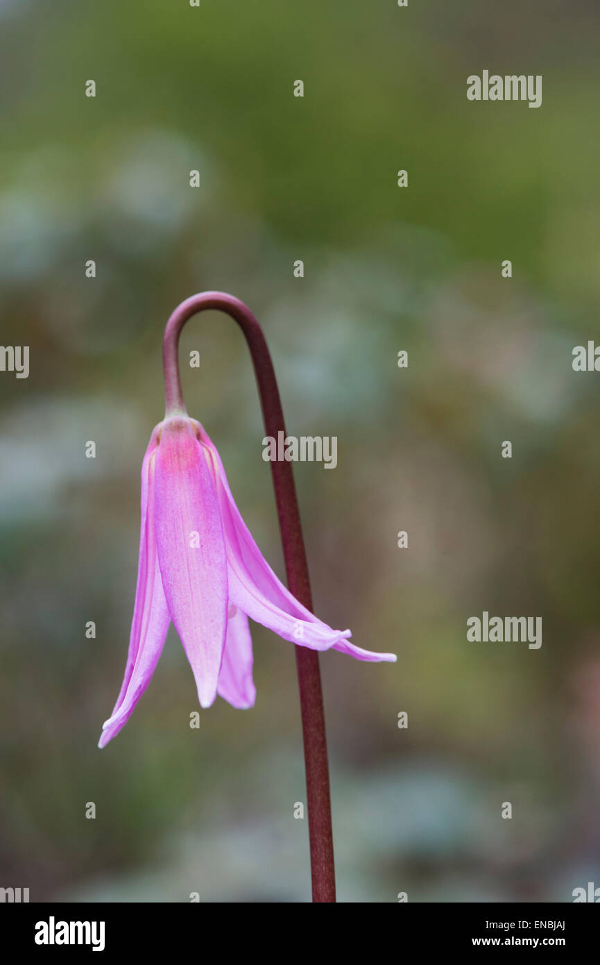 Erythronium revolutum. Mahogany fawn lily Stock Photo