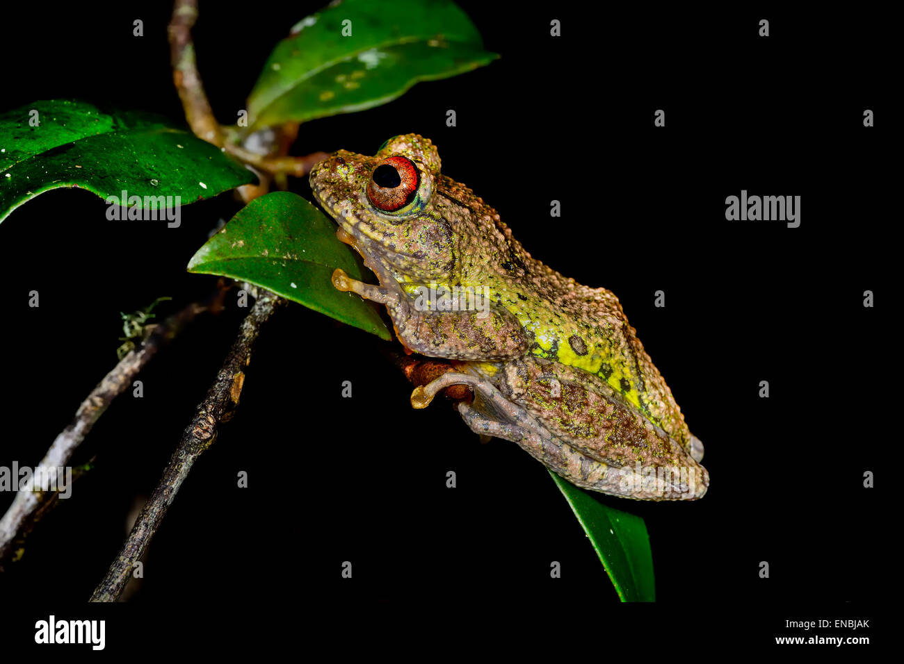 guibe's warty treefrog, andasibe, madagascar Stock Photo