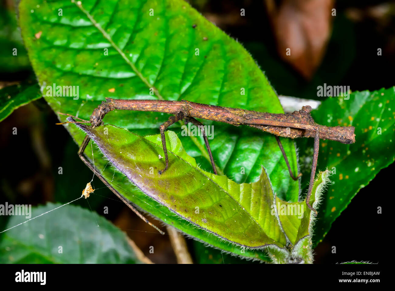 stick insect, andasibe, madagascar Stock Photo - Alamy