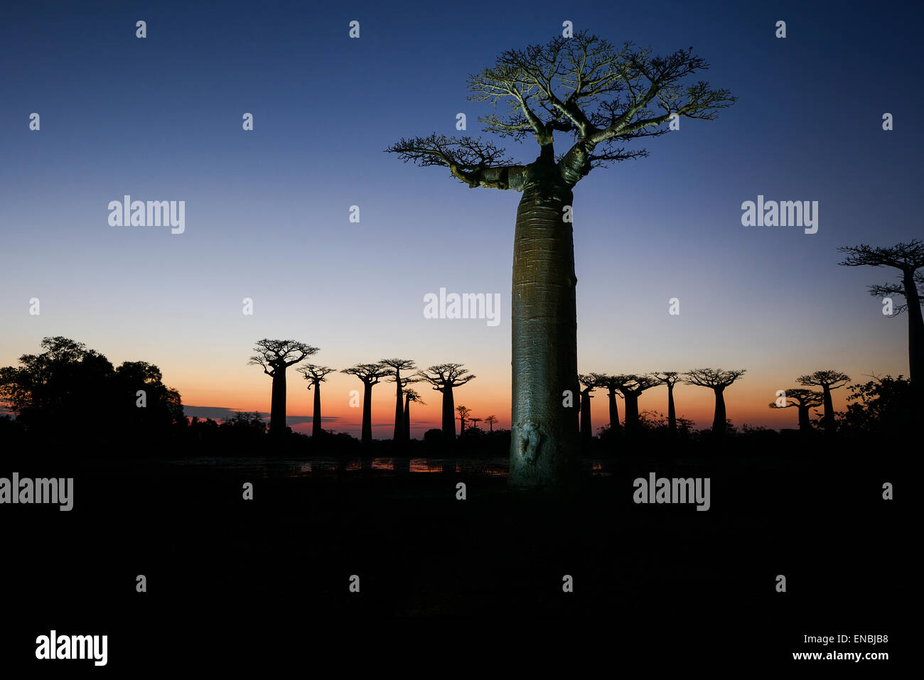 baobab avenue, menabe, madagascar Stock Photo