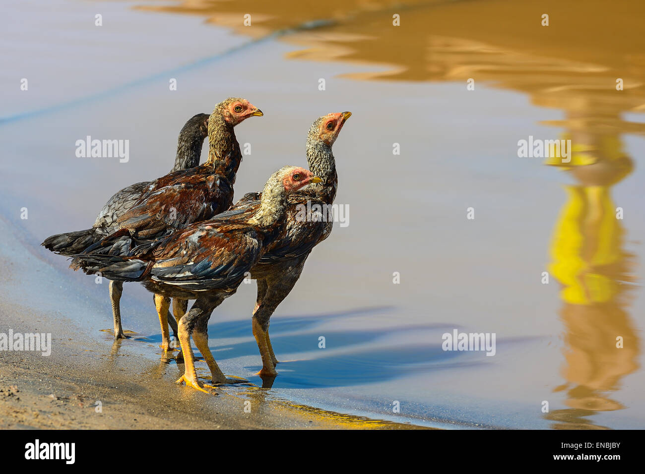 chickens drinking water from the river, near menabe, madagascar Stock Photo