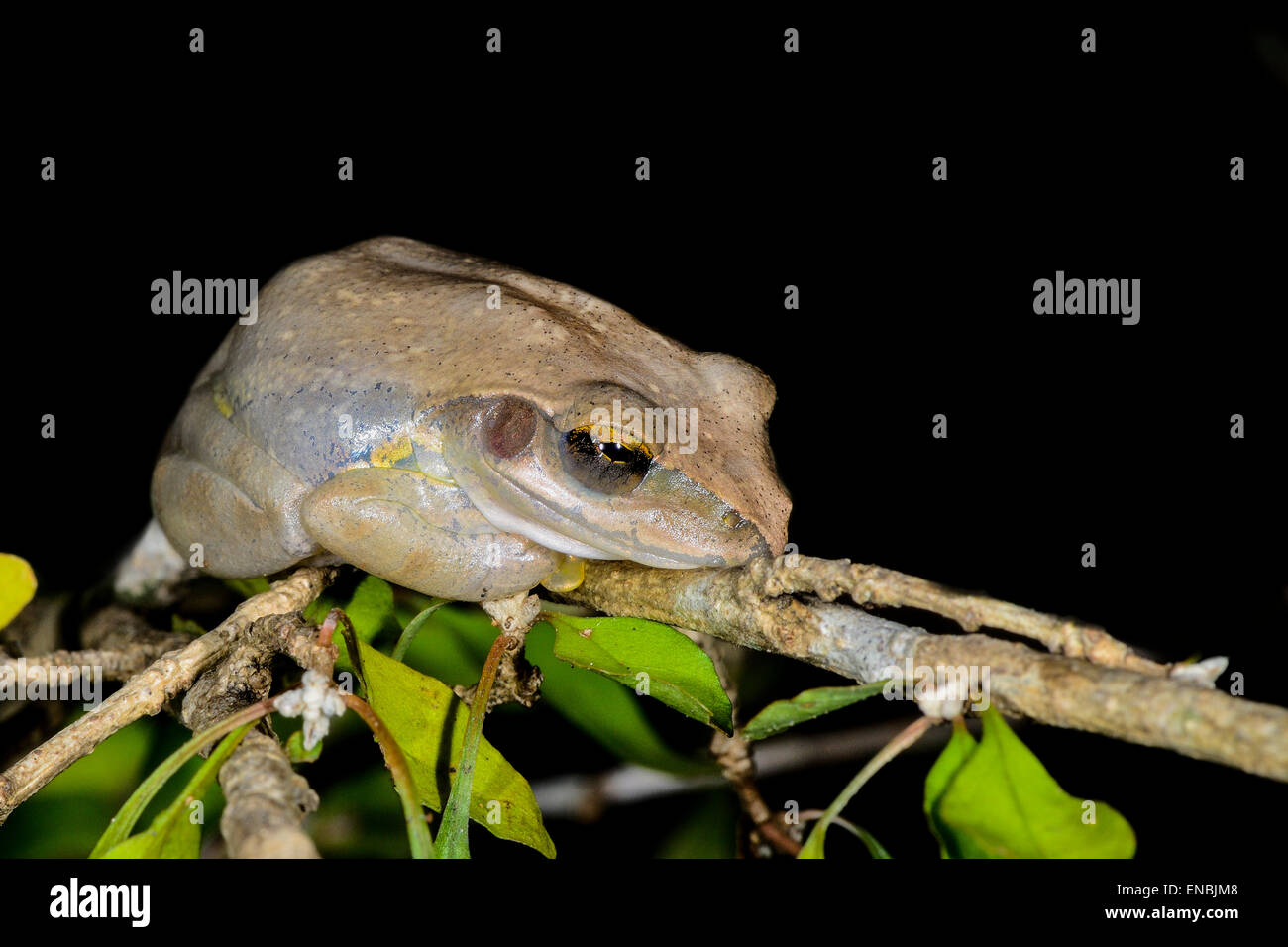 Boophis hires stock photography and images Alamy