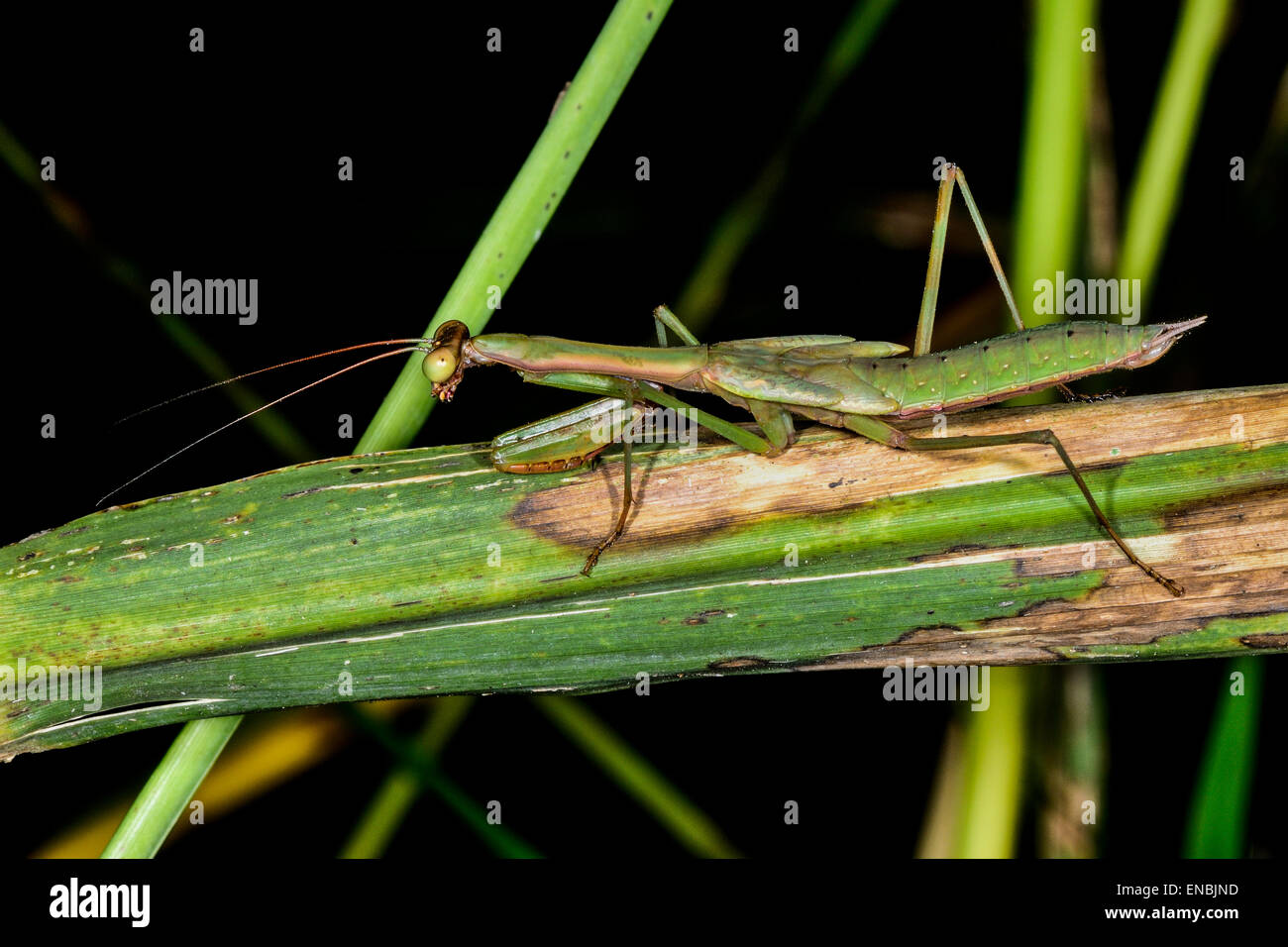 praying mantis, ranomafana, madagascar Stock Photo