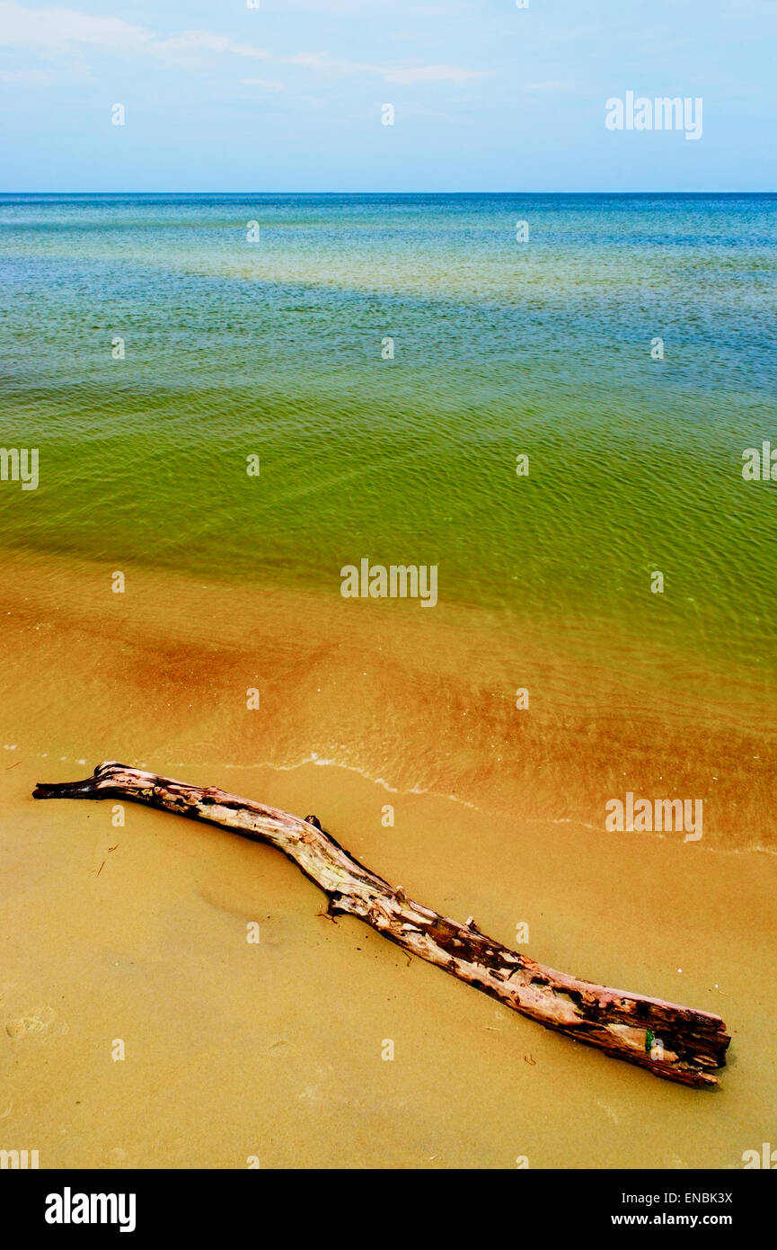 Seascape with driftwood on the beach. Baltic sea coast, Pomerania, northern Poland. Stock Photo