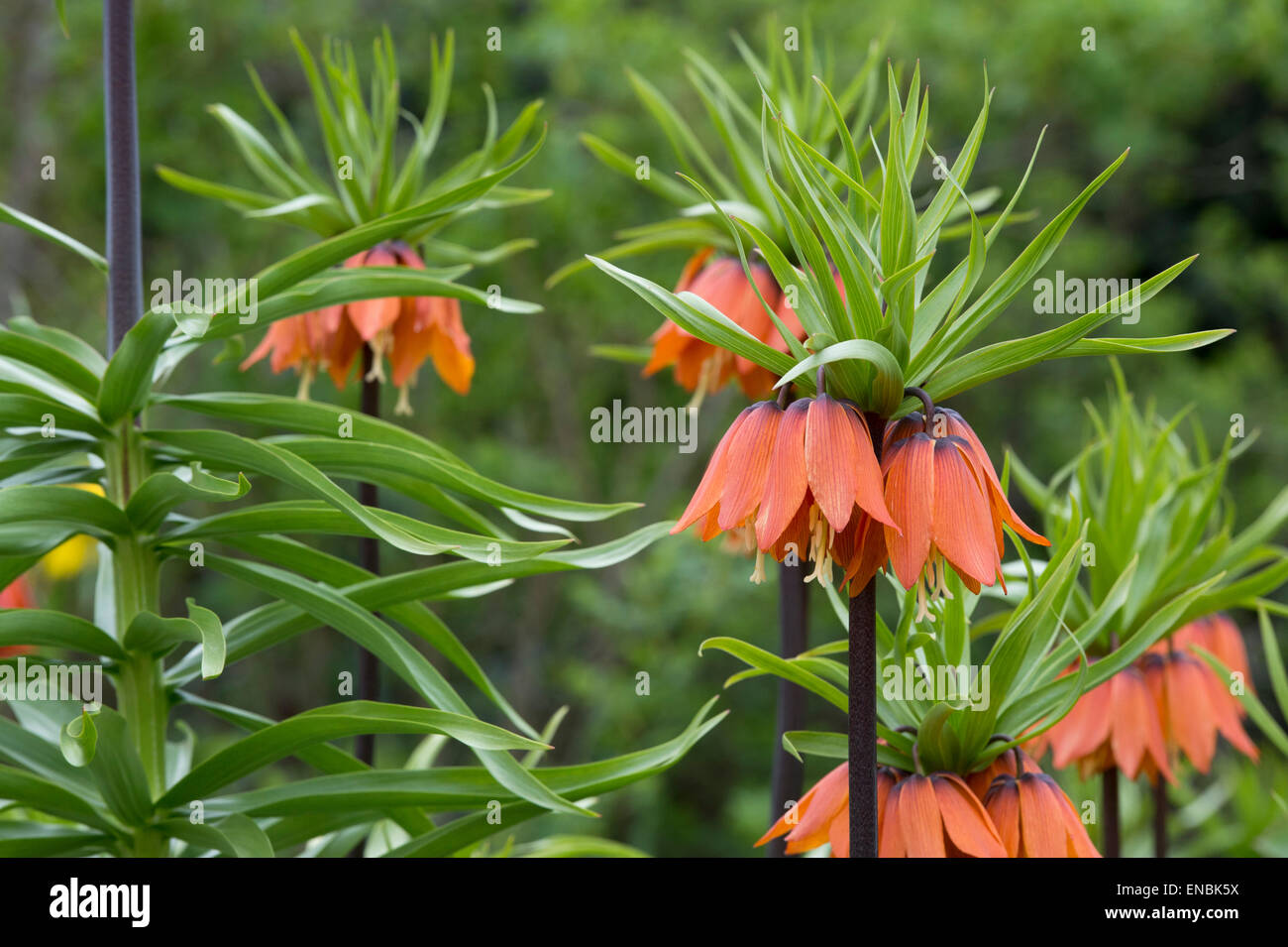 Fritillaria imperialis 'Kaiser'. Crown Imperial flower Stock Photo Alamy