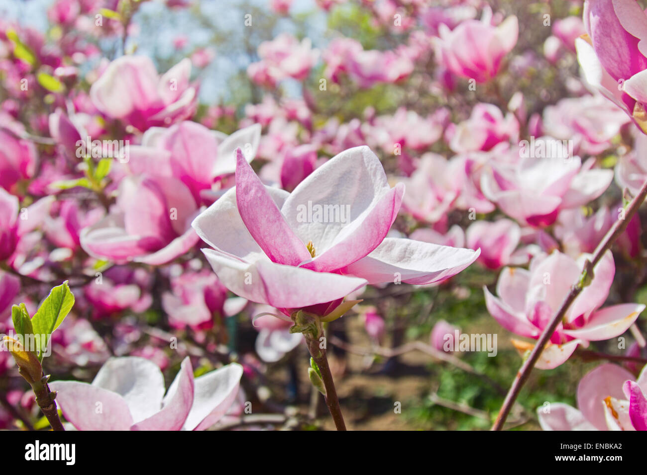 Fabulous garden of blooming magnolia trees in springtime Stock Photo