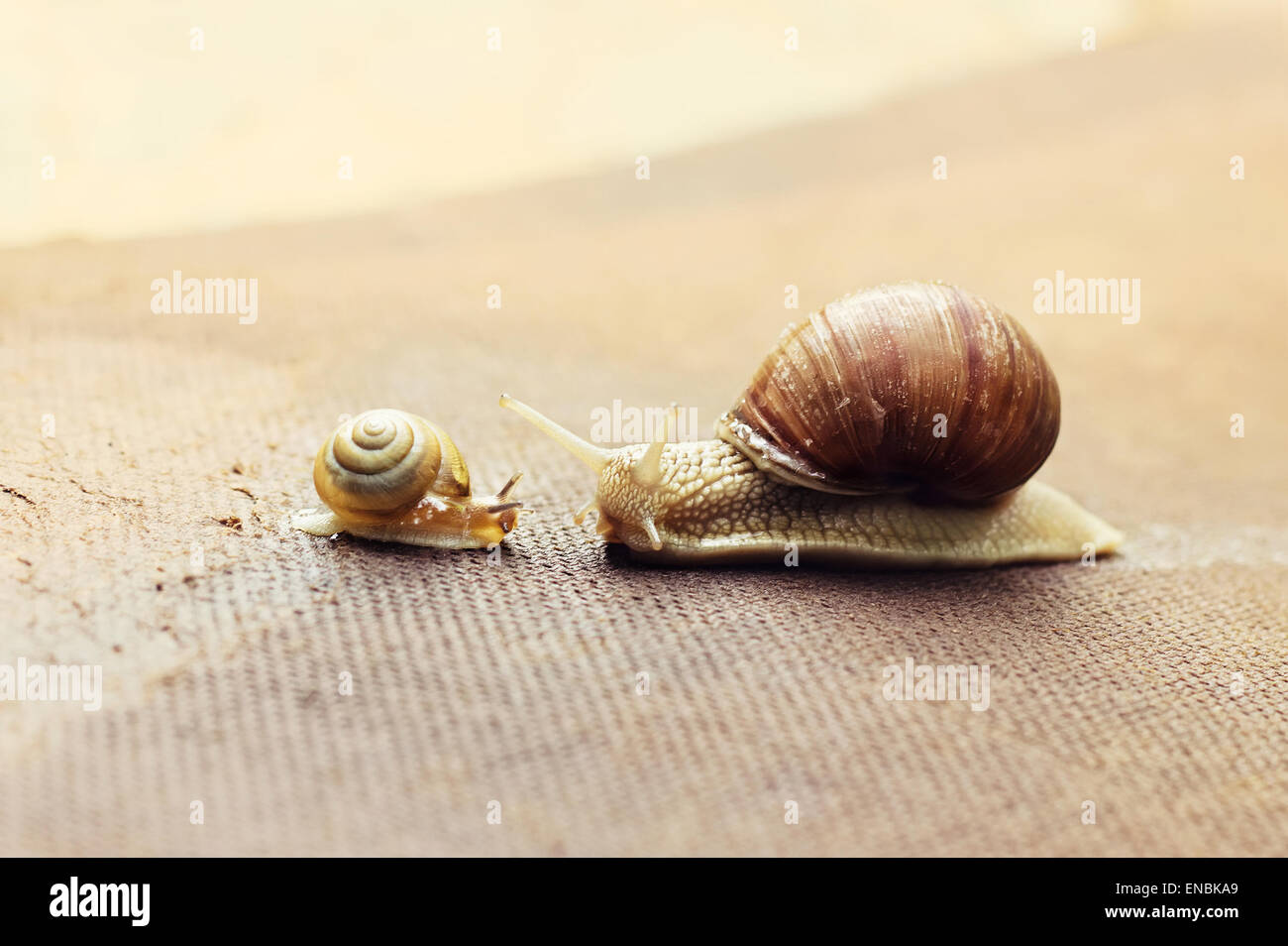 Small snail hi-res stock photography and images - Alamy