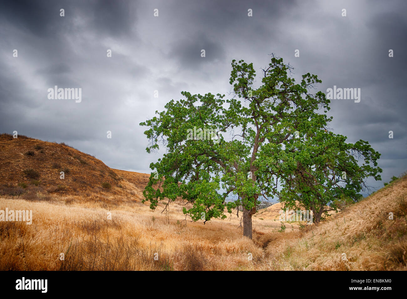 Grass meadow holds a green oak tree under a dark stormy sky Stock Photo ...