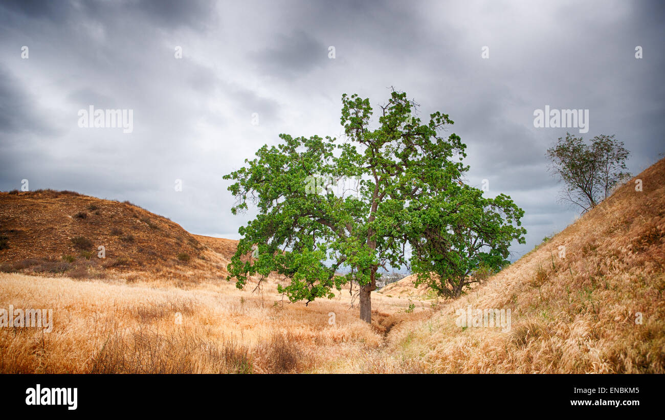 Green oak grows in a valley of dried dead grass. Stock Photo